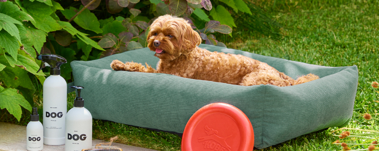 Dog laying in bed next to petcare products
