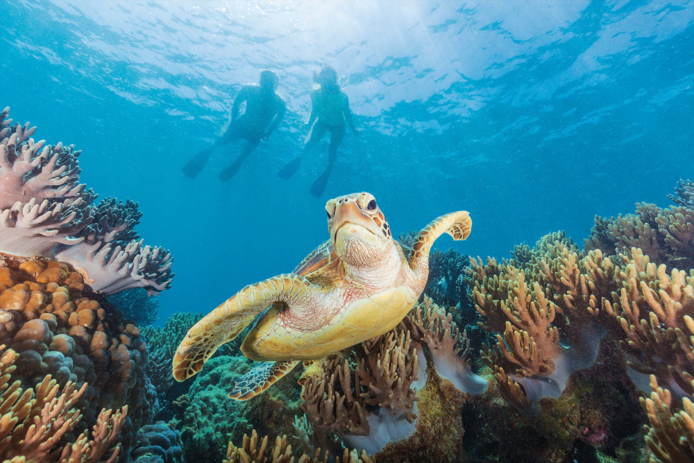 Turtle